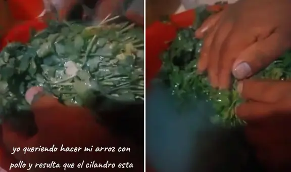Peruana compra culantro en mercado y queda sorprendida al lavarlo: “Está pintado”