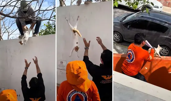 Rescatan a gatito de árbol, pero acción termina de forma inesperada: “¿Cuántas vidas perdió?”