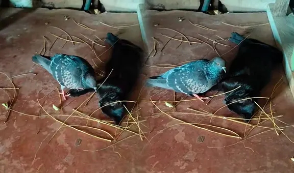 Paloma ‘construye’ un nido a una gatita para que dé a luz a sus bebés y en redes reaccionan: “Padre es el que cría”