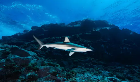 Científicos advierten que la pesca industrial daña la Dorsal de Nasca