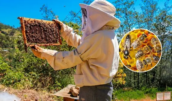 Crisis ecológica en EEUU: el 70% de las colonias de abejas melíferas podrían desaparecer, afectando cultivos