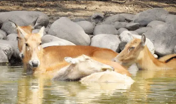 China rescata a una especie que estuvo en peligro de extinción: el plan que aplicaron para salvar al ciervo milú