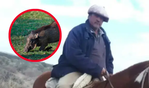 Un jabalí mató a un hombre y a sus cuatro perros en un violento ataque en Argentina
