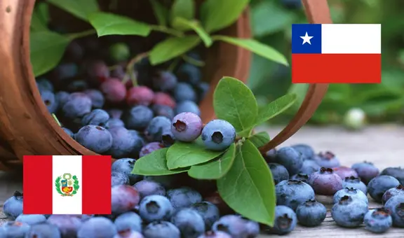 El 'oro azul', la fruta que consolida al Perú como el primer exportador mundial de arándanos y desplaza a Chile