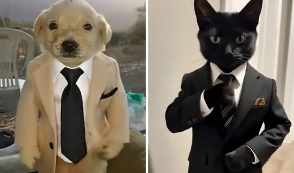 El filtro “calle, pero elegante” arrasa en TikTok: así puedes vestir a tu mascota con estilo