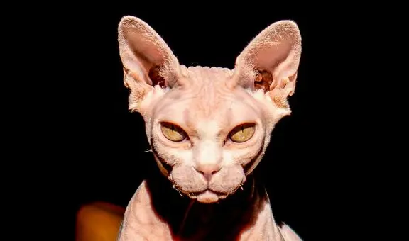El verdadero origen de los 'gatos esfinge' no está en Egipto, sino en Canadá: una mutación genética natural