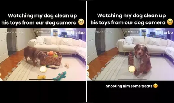 Adorable perro es captado en cámara ordenando sus juguetes y recibe aplausos en TikTok: "Más ordenado que mis hijos"