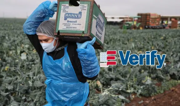 E-Verify obligatorio en Florida: ¿cómo afectará a los inmigrantes sin papeles en el mercado laboral en EEUU?