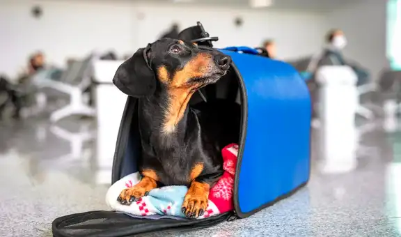 ¿Cómo puedes viajar en avión con tu mascota en Estados Unidos? Conoce cuáles son los requisitos según la CBP