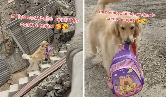 Golden retriever enternece al cargar la mochila de su pequeña dueña en Lima: “Muy educado”