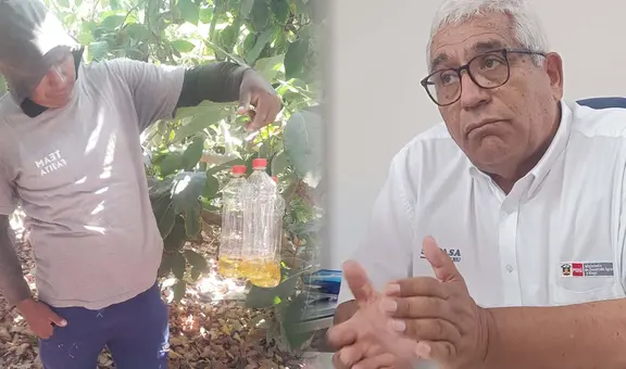 Tacna: alerta en sector agrícola por brote de mosca de la fruta