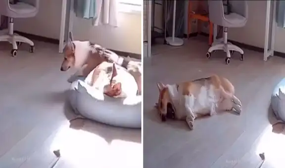 Perrito se levanta luego de varias horas de sueño y se vuelve a dormir: "El descanso lo cansó"