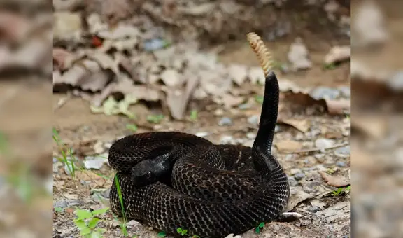 Nueva York: conoce las 3 especies de serpientes venenosas que habitan en el estado, según el DEC