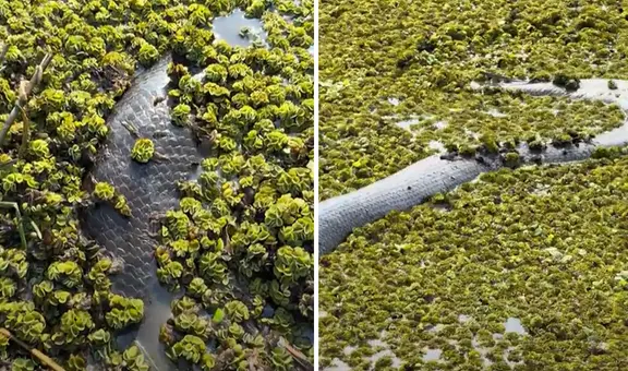 Fotógrafo captó el aterrador momento en que se topó con una enorme anaconda: "Mide 5 metros"