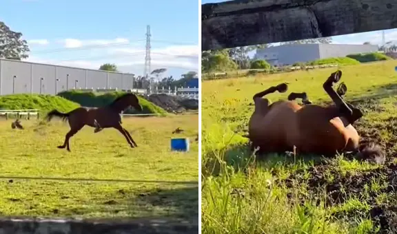 Caballo criado en la ciudad vuelve al campo y su reacción emociona a miles: "¿Spirit, eres tú?”