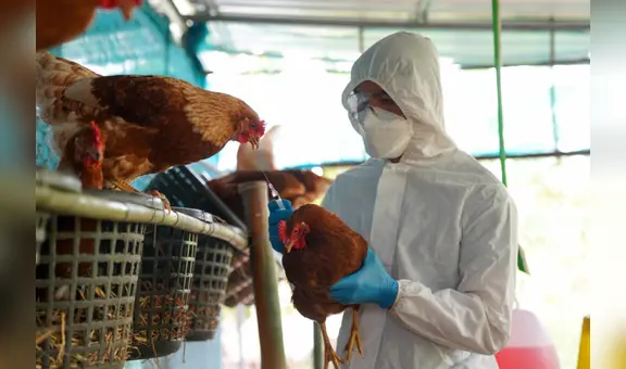 Gripe aviar en Estados Unidos: la propagación del virus podría acelerarse debido a este motivo