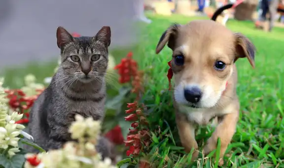 ¿Perros o gatos? Esta es la mascota que genera una mayor inversión en hogares peruanos para su alimentación y juguetes