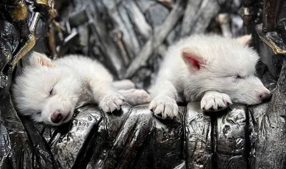 Científicos reviven al lobo gigante, extinto hace 12.500 años: nacen los primeros cachorros