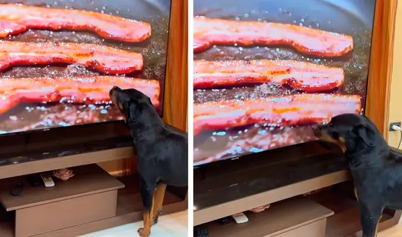 Perro ve un tocino friéndose en la televisión, cree que es real y protagoniza divertida escena al lamer la pantalla