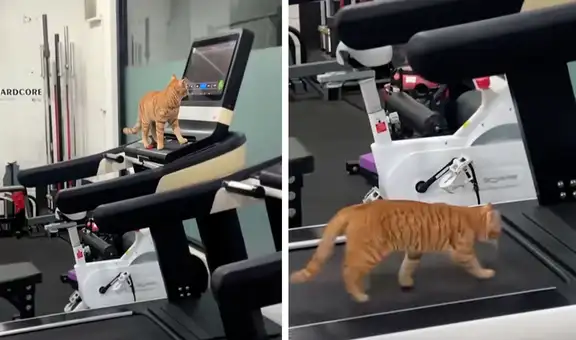 Gato protagoniza insólito viral al prender la máquina corredora con su patita para hacer ejercicios