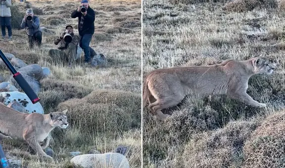 Puma asombra a fotógrafos al caminar entre ellos para cazar un guanaco: “Por favor, silencio estoy trabajando”