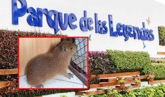 Capibaras bebés llegan al Parque de Las Leyendas: fechas, ubicación y costo para verlos
