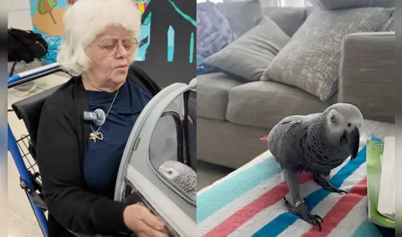 Cancelan vuelo a mujer de la tercera edad en Puerto Rico por llevar un loro: el caso reabre debate sobre derechos de los pasajeros