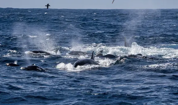 Graban una ballena azul siendo cazada por 60 orcas que luego “celebraron” con saltos y golpes de cola
