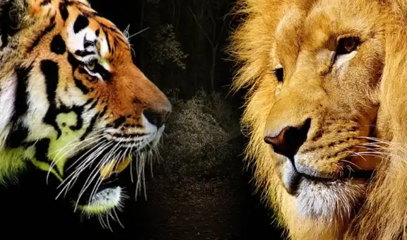 Este felino vive en América Latina y tiene la mordida más fuerte del mundo: supera al león y al tigre de Bengala
