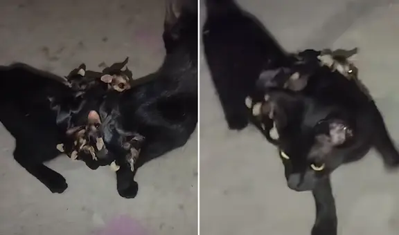 Gatita desaparecida vuelve a casa tras dos días con crías de zarigüeya: “Mamá adoptiva”