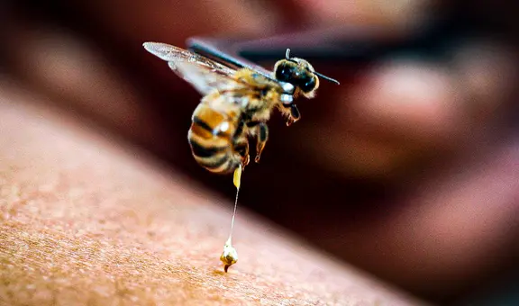 Científicos revelan que el veneno de abeja destruye células del cáncer de mama en solo 60 minutos