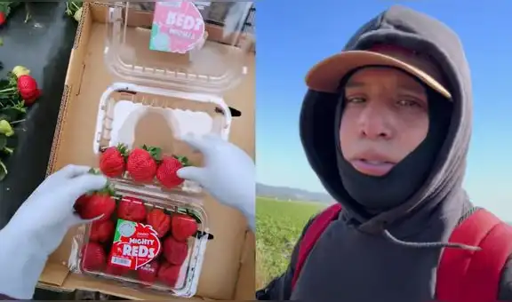 El inmigrante mexicano que triunfa en EEUU recolectando fresas y ganando alrededor de US$10.500 al mes: "Vale la pena"