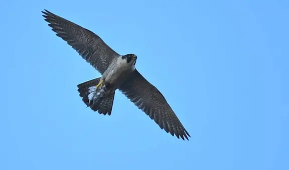 Las aves más peligrosas y rápidas del mundo: pueden superar los 300 kilómetros por hora para cazar a sus presas
