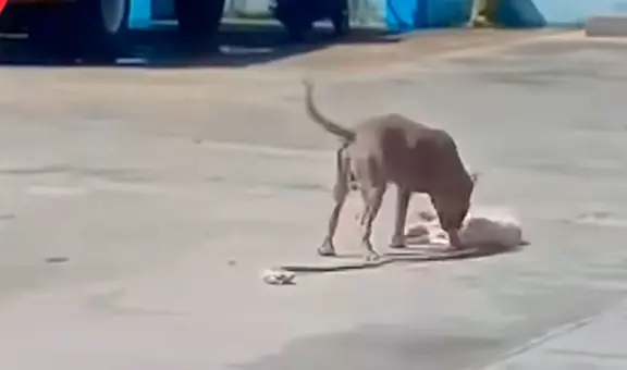 Astuto perrito se hace el muerto para escapar del ataque de un pitbull: “Dio una lección de supervivencia”