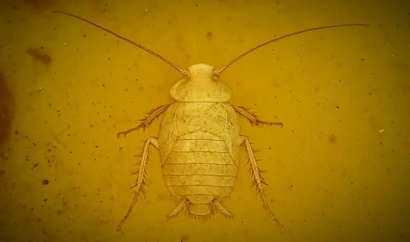 La cucaracha prehistórica de hace 99 millones de años que vivió con dinosaurios y fue hallada intacta