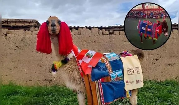 Un burro y una llama impulsan la educación en Perú y llegan a cientos de escolares de las más lejanas comunidades