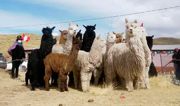 Robo de ganado en Puno: delincuentes se llevan 40 llamas y alpacas valorizadas en más de S/16.000 y Policía no atendió denuncia por ser feriado