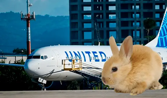 Aterrizaje de emergencia en Denver: motor de avión de United Airlines se incendió tras succionar un conejo