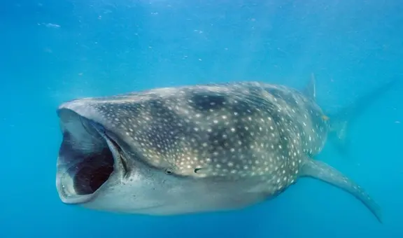 Así es el tiburón ballena: es del tamaño de un bus escolar y habita en las profundidades del océano Atlántico