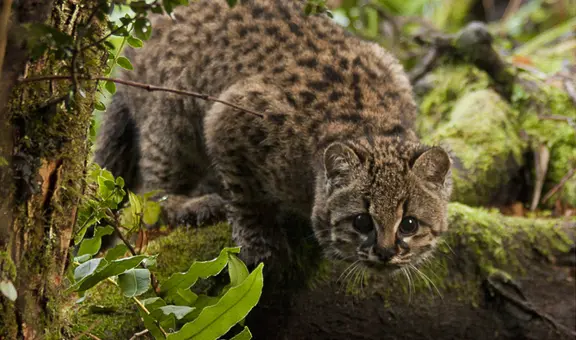 Indignación en Argentina: cuatro jóvenes matan a golpes a una cría de gato montés y la muestran como trofeo