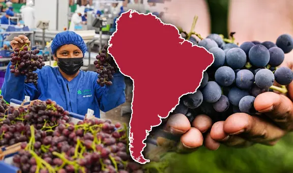 El país de Sudamérica que se consolida como el mayor exportador de uva del mundo: Estados Unidos su principal comprador