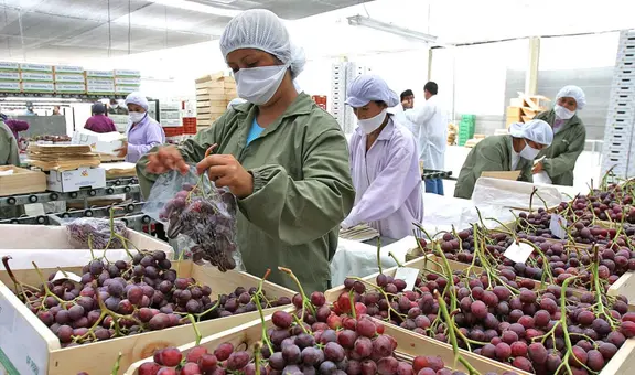 Uvas y mangos peruanos impulsan crecimientos de exportaciones no tradicionales agrarias: en total suman US$2.068 millones en 2025