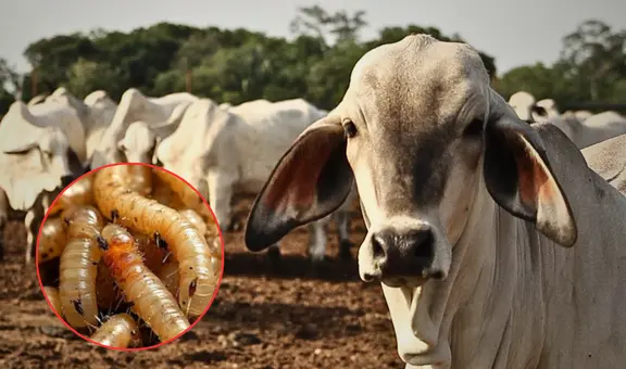¡Alerta sanitaria! EEUU advierte con cerrar frontera al ganado proveniente de México por brote de gusano barrenador