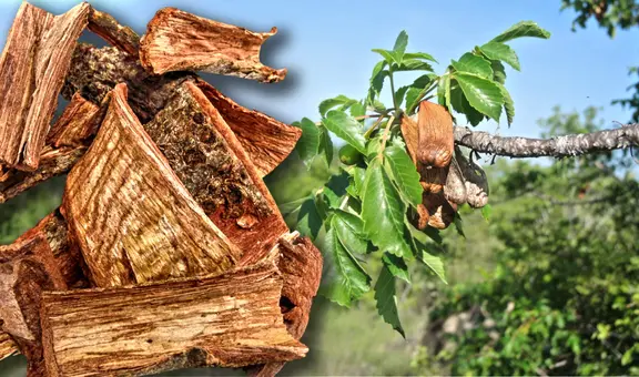 Esta planta mexicana es utilizada para aliviar males como várices y gastritis de esta sencilla manera