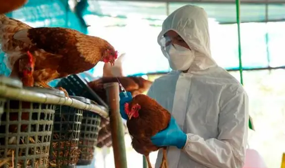 Perú se declara país libre de Influenza Aviar ante Organización de Salud Animal