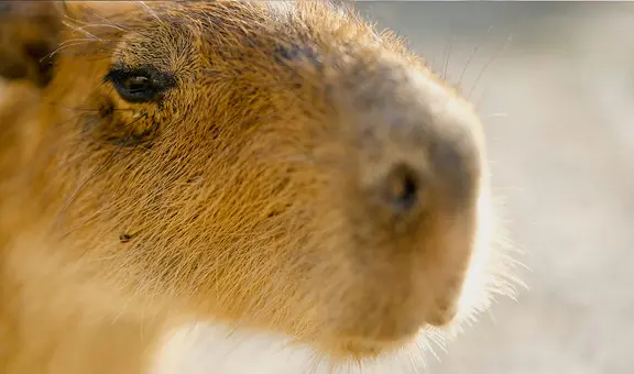 Una experta en biología revela por qué los humanos no somos tan peludos como otros animales