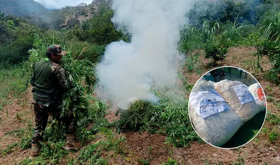 Incautan más de 1.400 kilos de marihuana y destruyen 7 hectáreas de sembríos en la sierra de La Libertad