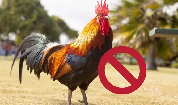 Proyecto de ley limitaría el número de gallos por propiedad en California en medio de contagios por gripe aviar