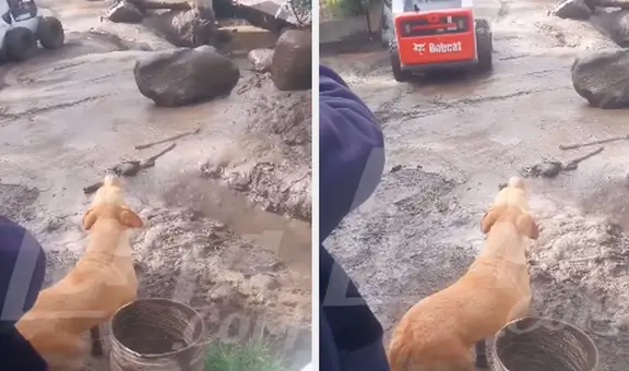 Perrito llora desconsolado al ver que huaico sepultó a su dueño en su casa de Huaraz