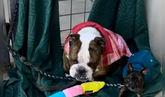 Hallan en Texas a perro desaparecido en California hace cuatro años: así fue el emotivo reencuentro